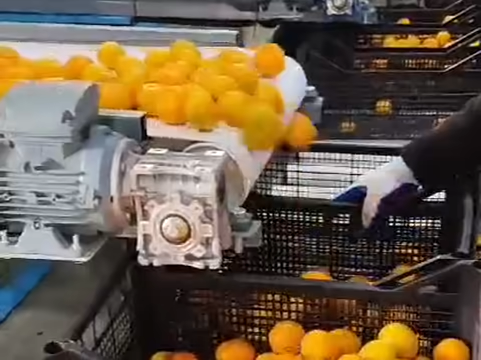 Мандарины на сортировочном оборудовании